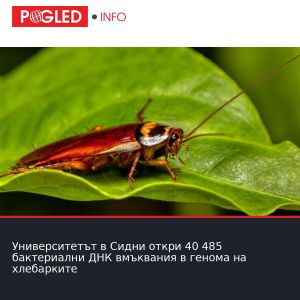 Университетът в Сидни откри 40 485 бактериални ДНК вмъквания в генома на хлебарките