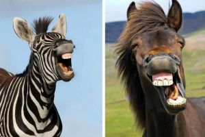 Why do we domesticate some animals but not others? It all comes down to the four Fs.