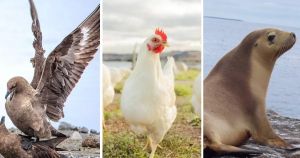 Now bird flu is in Australia, can we stop the spread?