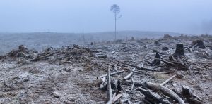 Victoria claims to have stopped native logging. So why is it importing Tasmanian forests?
