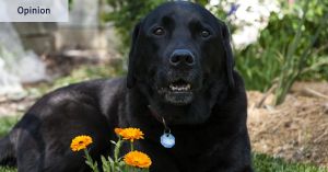 I tried to adopt a dog. Apparently they’d be better off dead than living with me