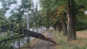 Bačka Topola nakon nevremena: Radi se na sanaciji oštećenih vodova i porušenih stabala