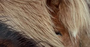 A Riveting Exploration of the Minds and Hearts of Horses