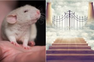 A controversial scientist created a ‘utopia’ for mice. 19 months in, it all went haywire.