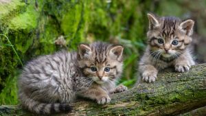 Die Wildkatze kehrt an den Bodensee zurück: So sollte man sich bei einer Begegnung verhalten