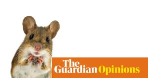 Is the world about to be overrun by trans mice? Not if congresswoman Nancy Mace has anything to do with it