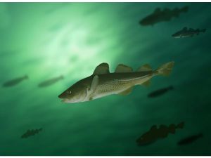 LETTER: Labrador people need fair access to cod off their coast