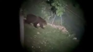 Orso sull’Altopiano dei Sette Comuni: le analisi genetiche confermano che si tratta dell’esemplare M123