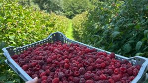 Američka novinska agencija Asošijeted pres: Maline iz Arilja širom sveta