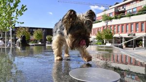 Wie süß! Dieser kleine Hund hat die perfekte Abkühlung gefunden