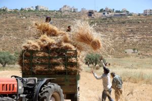 Tales of the Palestinian Wheat Sheaves: When a Harvest Turns to Ash