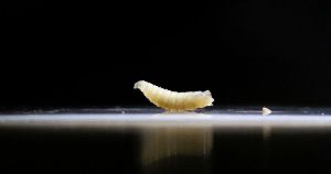 Letter: Cutting USAID enabled screwworm spread