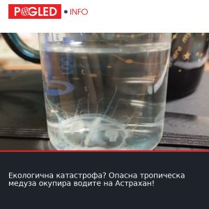 Екологична катастрофа? Опасна тропическа медуза окупира водите на Астрахан!