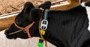 This AI Collar for Cows Spots Illness Early, Saving Indian Farmers From Income Losses