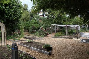Former homeless man in Texas becomes a master gardener and now grows free food for his community
