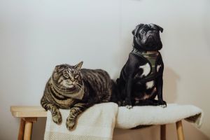 Senior dogs are getting a second chance thanks to one very important job: the cat tester