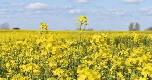 Hay fever sufferers warned as 'pollen bomb' hits Norfolk during extreme heatwave