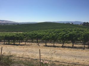 The most-viewed photo in history exists because a bug destroyed Napa’s vineyards