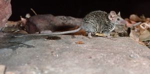 We checked 2000 museum specimens and discovered a tiny new ‘ferocious’ Australian mammal