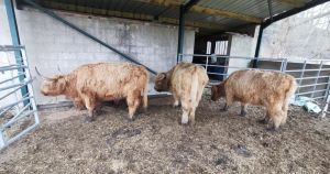 Barn at retreat home to Highland cows to become a house