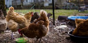 Bird flu is deadly for backyard chickens – and even cats. A vet expert explains