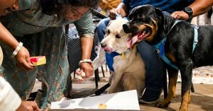 Bhubaneswar's New Dog Meetups Are Helping Apartment Pets Make Friends — and Art