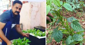One Bean Plant, 150 Varieties Later — How a Rajasthan Man Turned His Home Into an Urban Garden