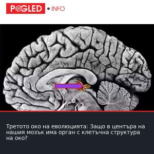Третото око на еволюцията: Защо в центъра на нашия мозък има орган с клетъчна структура на око?