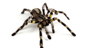 What a Nightmare's Spectrum of Fear Can Reveal