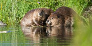 5 years ago, 2 beavers were released into a northern England forest. They became heroes of the habitat.