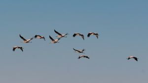 Migratory birds aren't leaving Mumbai. Birds can wing it too