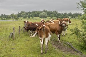 Presentatie stikstofplannen kabinet is zoveelste dag van de waarheid voor melkveehouder Jacob van Emst