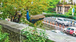 “When a peacock reveals your ‘crass’”