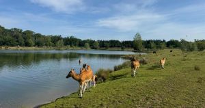We might not be used to the heat... but some of Norfolk's animals are