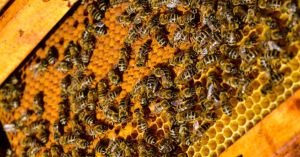 How Honeybees Use the Waggle Dance to Share Food Locations in the Sundarbans