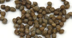 Cappero, il sublime racchiuso in pochi millimetri