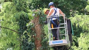 Giù nove alberi lungo il Botteniga, l’amarezza dei residenti: «Devono ripiantarli»