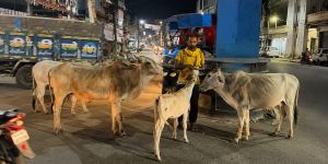 For 7 Years, This Daily Wage Worker Has Collected Leftover Rotis From Homes to Feed Stray Animals