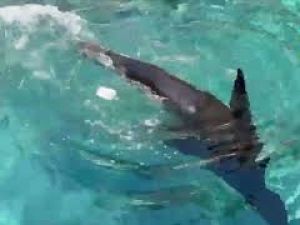 Ghiaccioli di carne e frullati congelati contro il caldo per gli animali del Bioparco di Roma