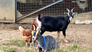 Von Ziegen, Schafen und tiergestützter Freizeit
