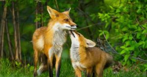 From den to departure: Watching a fox family’s first months