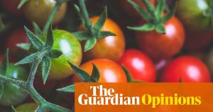Compost tomatoes and community are teaching me valuable lessons in the face of an uncertain future