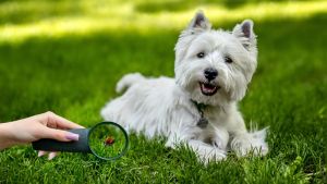 Achtung, diese Insekten können für Hunde gefährlich werden