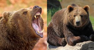 Woman survives terrifying grizzly encounter with flawless safety techniques