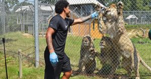 Former Canaries favourite enters the lion's den at new zoo experience