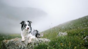 Gestohlener Influencer-Hund geschlachtet und im Restaurant verspeist: Wie konnte es dazu kommen?