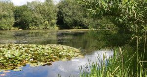 Norfolk rivers at 'exceptionally low' levels as wildlife risk grows