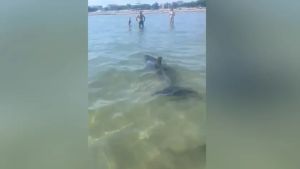 Un delfino perde la rotta e finisce a riva tra i bagnanti a Grado