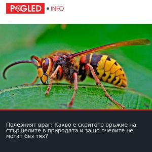 Полезният враг: Какво е скритото оръжие на стършелите в природата и защо пчелите не могат без тях?