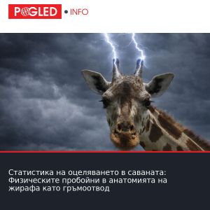 Статистика на оцеляването в саваната: Физическите пробойни в анатомията на жирафа като гръмоотвод